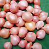 Shallot Picador F1